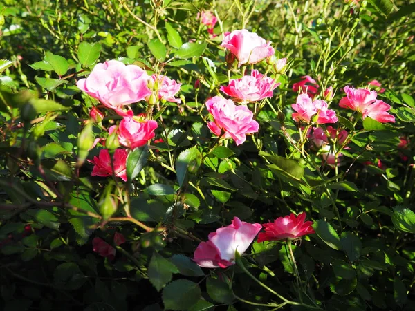 Rocía Rosas Rosadas Hermosas Flores Delicadas Rosas Sobre Fondo Hojas — Foto de Stock