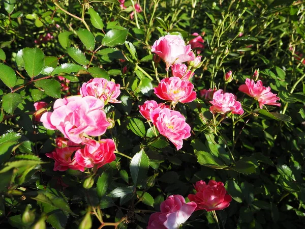 spray pink roses. Beautiful delicate flowers of roses on a background of green leaves, buds and thorns. Soft focus. Greeting card. Shooting in the golden hour. Blooming rose garden.