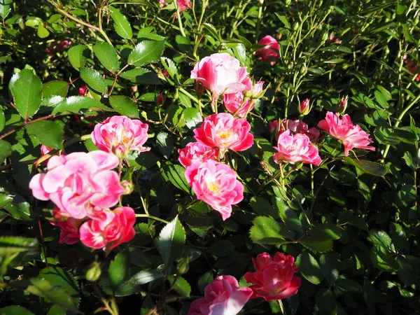 Rosa Rosen Besprühen Schöne Zarte Rosenblüten Auf Einem Hintergrund Aus — Stockfoto