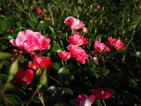 Rosa Rosen Besprühen Schöne Zarte Rosenblüten Auf Einem Hintergrund Aus — Stockfoto