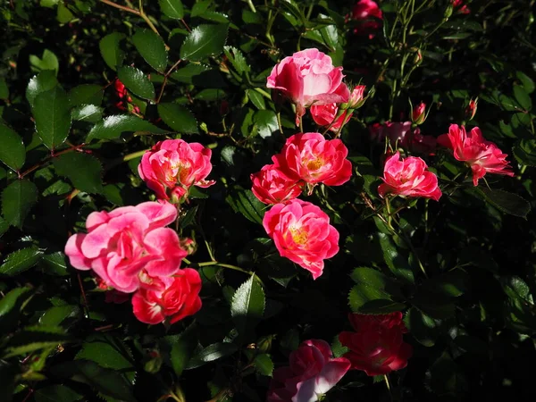 Spray Rosa Rosas Lindas Flores Delicadas Rosas Fundo Folhas Verdes — Fotografia de Stock