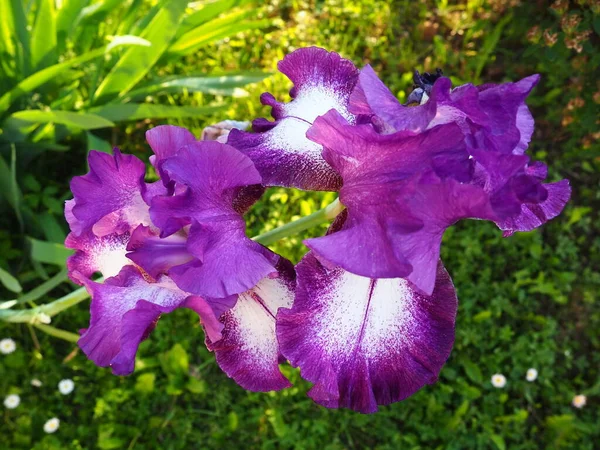 Lindas Flores Coloridas Íris Close Flores Violetas Verão Duas Lindas — Fotografia de Stock