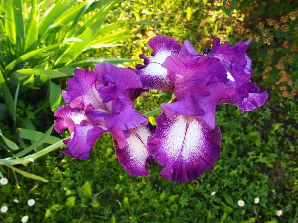 Lindas Flores Coloridas Íris Close Flores Violetas Verão Duas Lindas — Fotografia de Stock