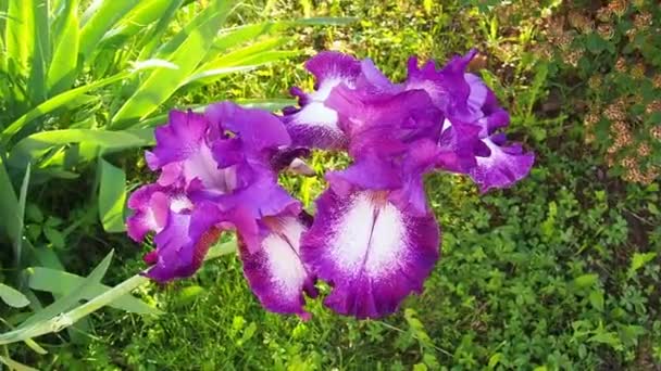 Bellissimi fiori di iris colorati ondeggiano nel vento primo piano. Fiori viola in estate. Due bellissimi fiori delicati su un gambo. Foglie verdi. Botanica, floricoltura e giardinaggio — Video Stock