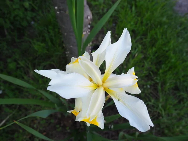 艾瑞丝是艾瑞丝家族多年生根茎植物的一个属 一种装饰草本植物 有大而明亮的花朵 淡淡的白色花朵 叶脉呈黄色 背景上的绿叶 — 图库照片