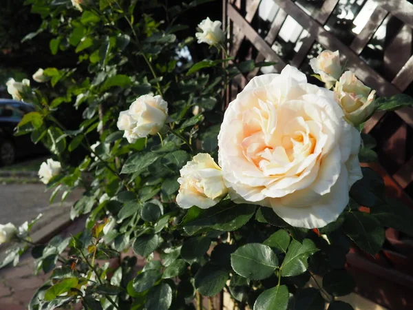 緑の葉と木の格子を背景に庭の美しい大きな八重のバラ 芝生の装飾 植物学 — ストック写真