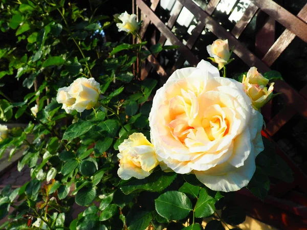Красиві Великі Подвійні Троянди Саду Фоні Зеленого Листя Дерев Яна — стокове фото