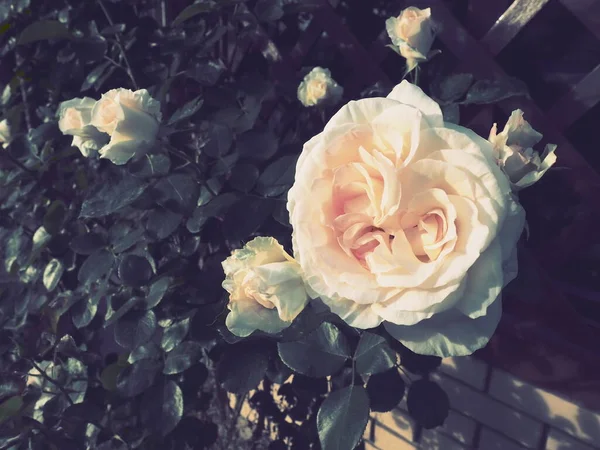 Gyönyörű Nagy Dupla Rózsák Kertben Háttér Zöld Levelek Egy Fából — Stock Fotó