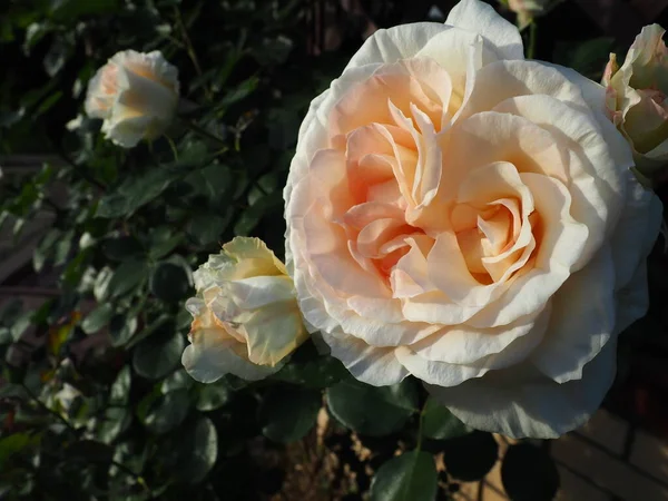 花园里美丽的巨大的双玫瑰 背景是绿叶和木制格子 花园和草坪的装饰 花卉栽培 植物学和农业 — 图库照片