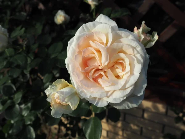 Belles Grandes Roses Doubles Dans Jardin Sur Fond Feuilles Vertes — Photo