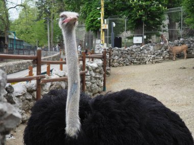 Belgrad, Sırbistan, 25 Nisan 2021 Afrika devekuşu, Masai devekuşu, boynunu uzattı. Modern kuşların en büyüğü. Struth io Camelus, Struthionidae devekuşu ailesinin uçamayan bir kuşudur..