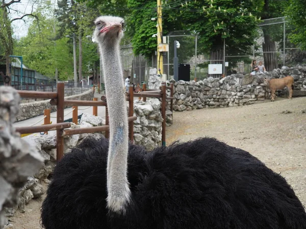 Belgrade Serbia April 2021 African Ostrich Masai Ostrich Stretched Out — Stock Photo, Image