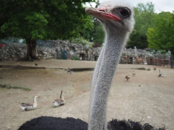 Belgrade Serbia April 2021 African Ostrich Masai Ostrich Stretched Out — Stock Photo, Image