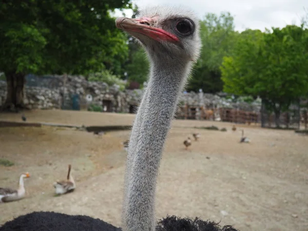 Belgrade Serbia April 2021 African Ostrich Masai Ostrich Stretched Out — Stock Photo, Image