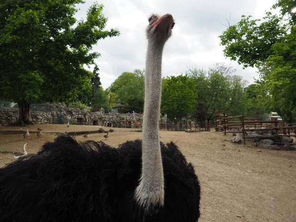 Belgrade Serbia April 2021 African Ostrich Masai Ostrich Stretched Out — Stock Photo, Image