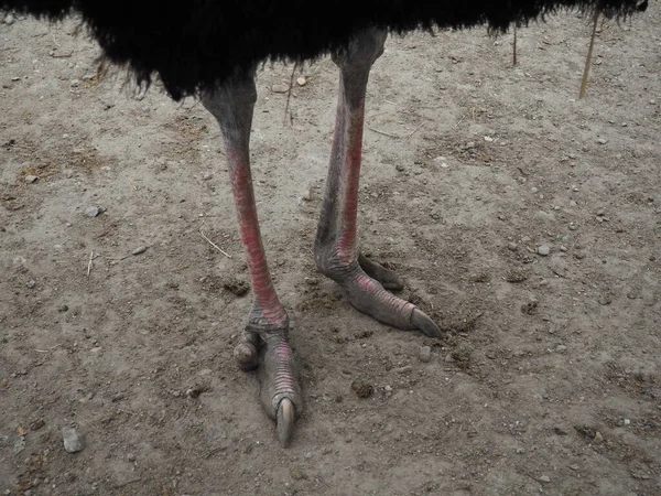 Belgrade Serbia April 2021 Legs African Ostrich Largest Modern Birds — Stock Photo, Image