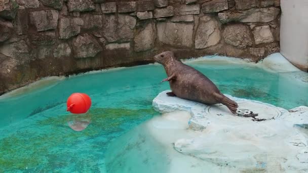 Pieczęć w zoo. Wspólna pieczęć, Phoca vitulina, jest blisko basenu i chce się bawić czerwoną piłką. Zwierzę jest w niewoli. Pieczęć ciągnie ciało i kaganiec w kierunku piłki. — Wideo stockowe