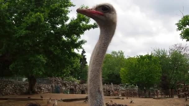 Belgrado, Serbia, 25 aprile 2021. Struzzo Masai africano. Lo struzzo guarda orgogliosamente di lato. Pelo del collo strappato, occhio destro chiuso o danneggiato. Pellicola protettiva visibile quando lampeggia — Video Stock