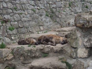 İki benekli sırtlan taş harabelerde uyuyor. Afrika memelileri gün içinde dinlenir. Hayvanat bahçesindeki sırtlanlar. Taş yüzey. Öğlen uykusu. Crocuta crocuta çalılıklardaki sünepe sırtlan olarak da bilinir..
