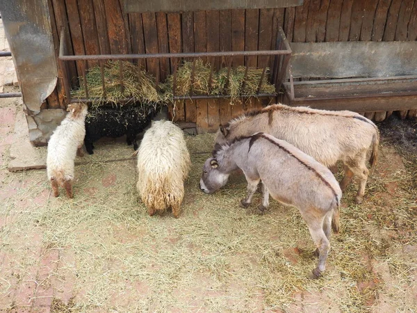 Овцы Ослы Едят Сено Кормушки Зоопарке Млекопитающие Артиодактилы Лошади Обедают — стоковое фото