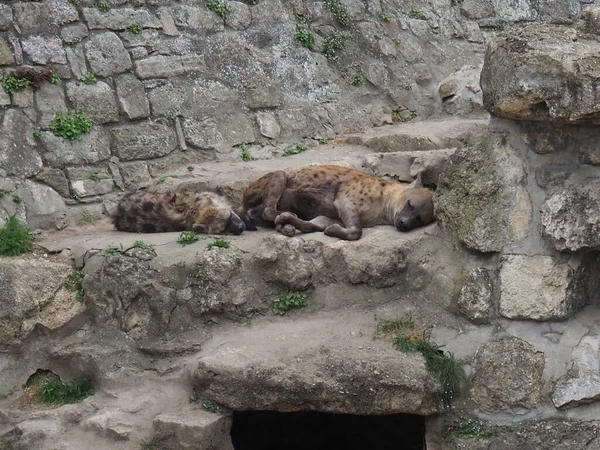 Deux Hyènes Tachetées Dorment Dans Les Ruines Pierre Mammifères Les — Photo