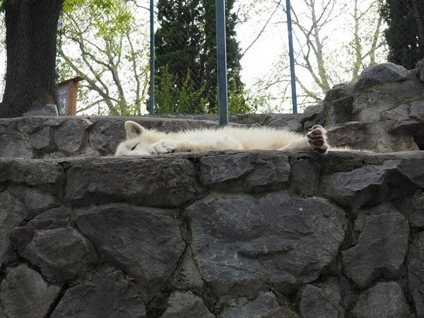 Loup Blanc Repose Sur Les Pierres Animal Zoo Loup Étendit — Photo