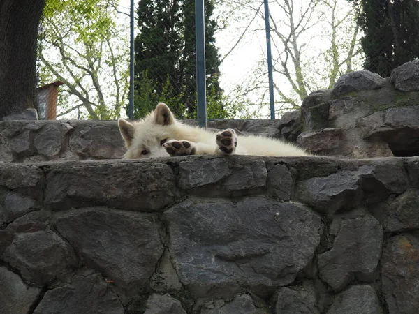 Lobo Branco Está Descansando Sobre Pedras Animal Zoológico Lobo Estendeu — Fotografia de Stock