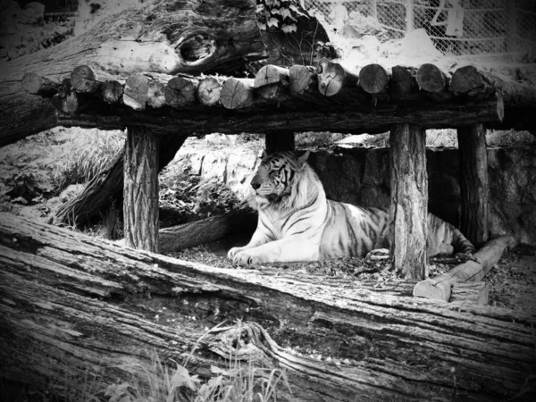 孟加拉虎 黑龙江省 黑龙江省 黑龙江省 白化病变异 这只动物正在动物园休息 老虎骄傲地把头抬起来 皇家孟加拉虎的肖像 — 图库照片