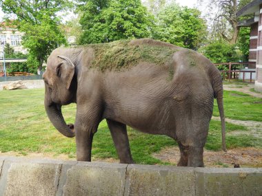 Asya fili ya da Hint fili Elephas maximus, Asyalı fil Elephas cinsi ve fil familyasının üç modern türünden biridir. Fil yürüyüşü.