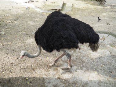 Afrika Masai devekuşu. Kanatlarında siyah tüyler olan bir devekuşu ve gri bir boyun kumda yenilebilir bir şey arıyor..
