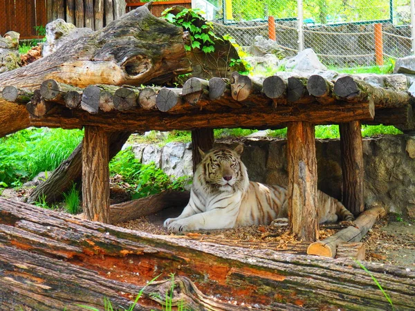 孟加拉虎 黑龙江省 黑龙江省 黑龙江省 白化病变异 这只动物正在动物园休息 老虎骄傲地把头抬起来 皇家孟加拉虎的肖像 — 图库照片