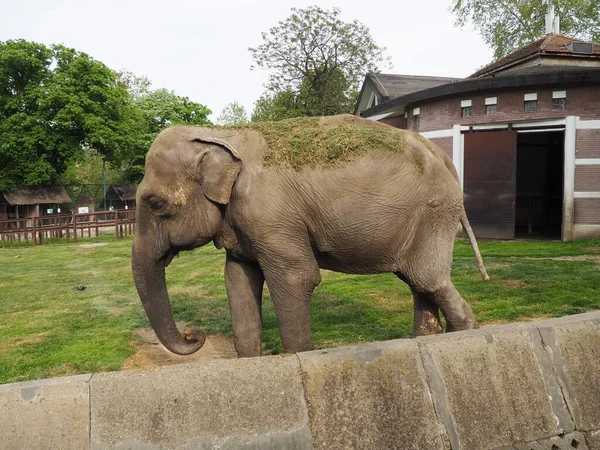 Elephas Maximus Mamífero Ordem Proboscis Gênero Elefantes Asiáticos Elephas Uma — Fotografia de Stock