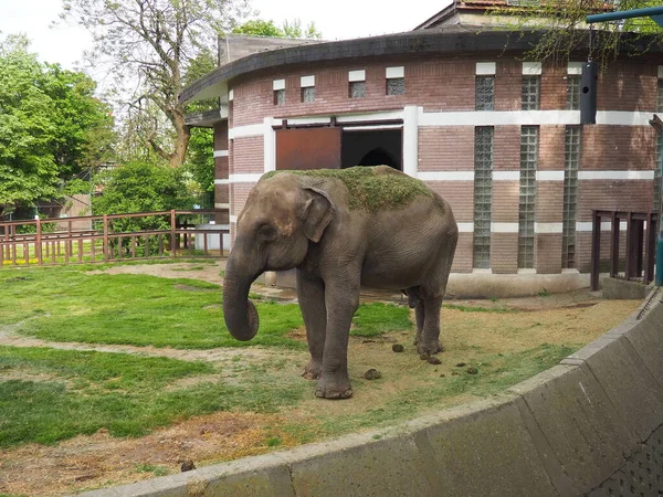 Азиатский Слон Индийский Слон Elephas Maximus Является Млекопитающим Ордена Пробоски — стоковое фото
