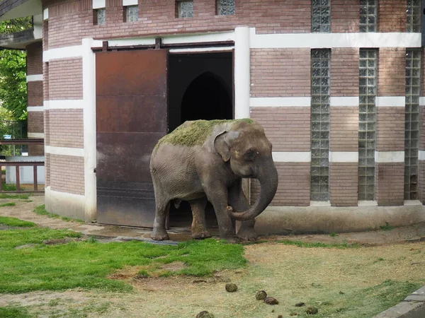 Азиатский Слон Индийский Слон Elephas Maximus Является Млекопитающим Ордена Пробоски — стоковое фото