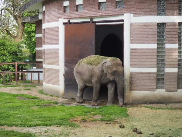 Elephas Maximus Mamífero Ordem Proboscis Gênero Elefantes Asiáticos Elephas Uma — Fotografia de Stock