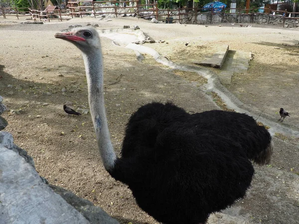 African Masai Ostrich Ostrich Proudly Looks Side — Stock Photo, Image