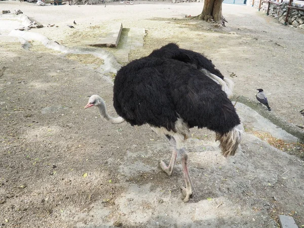 African Masai Ostrich Ostrich Black Feathering Its Wings Gray Neck — Stock Photo, Image