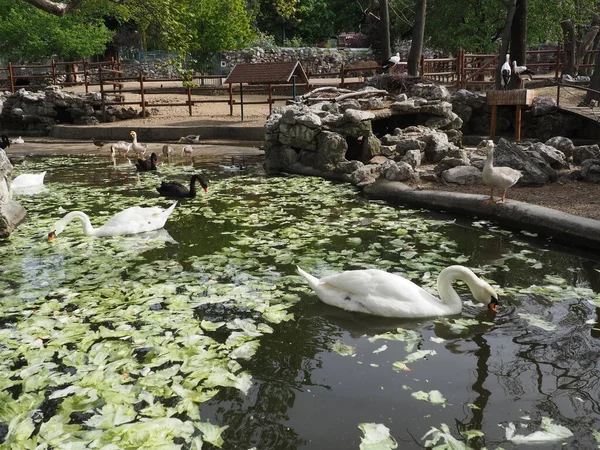 White swan in the water. white swans in a pond eating cabbage and green lettuce. Birds in the zoo