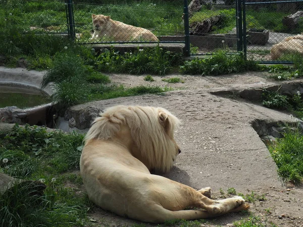 アルビノ ホワイトライオンは動物園にいます ライオン パンサレオ Lion Panthera Leo は肉食性の哺乳類の一種で ネコ科の大型ネコ科パンサレネ属の代表種の一つである — ストック写真