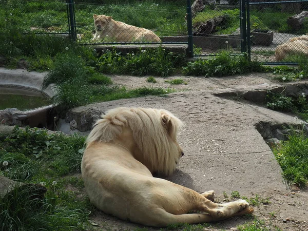 Albino Vita Lejon Vilar Djurparken Lion Panthera Leo Art Köttätande — Stockfoto