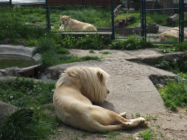 Albino Vita Lejon Vilar Djurparken Lion Panthera Leo Art Köttätande — Stockfoto