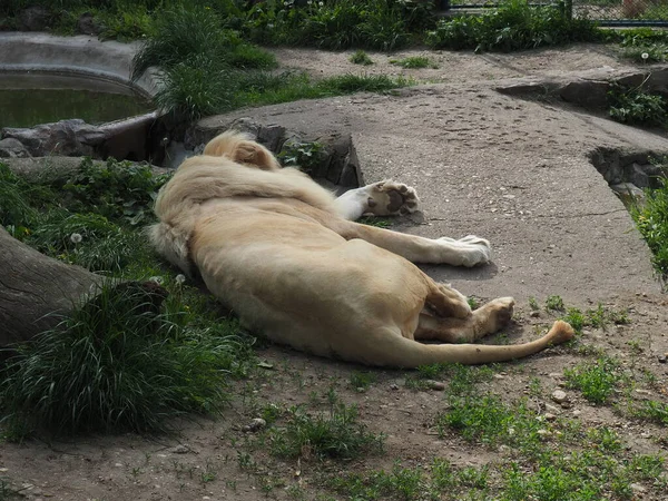 Lions Blancs Albinos Reposent Dans Zoo Lion Panthera Leo Est — Photo