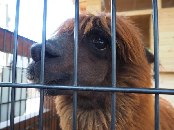 Alpaca Alpac Vicugna Pacos Domestic Callous Animal Descended Vicuna Vigoni — Stock Photo, Image