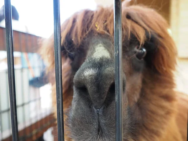 Alpaca Alpac Vicugna Pacos Domestic Callous Animal Descended Vicuna Vigoni — Stock Photo, Image