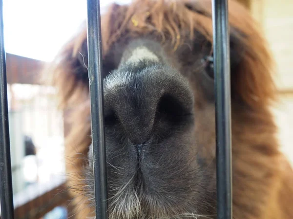 Alpaca Alpac Vicugna Pacos Domestic Callous Animal Descended Vicuna Vigoni — Stock Photo, Image