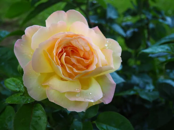 庭に黄色のバラ 花弁の色は黄色 白のニュアンス 背景に緑の葉 ソフトフォーカス — ストック写真