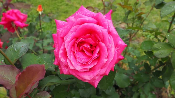 ロマンチックな新鮮なルージュの花を咲かせました 庭にはピンクと深紅のバラが咲きます 水滴付きの花びら — ストック写真