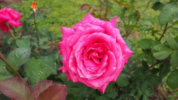 ロマンチックな新鮮なルージュの花を咲かせました 庭にはピンクと深紅のバラが咲きます 水滴付きの花びら — ストック写真