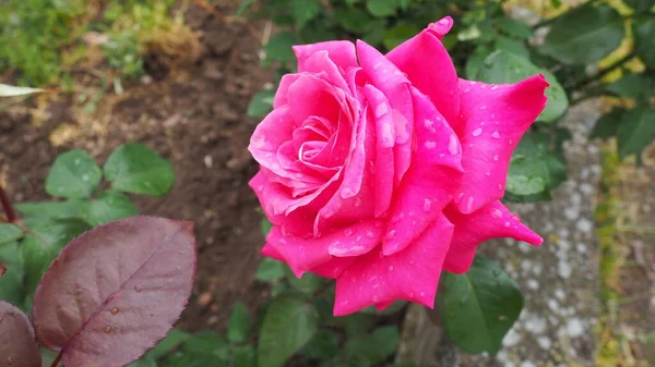 Romántica Rosa Rosada Fresca Floreciente Las Rosas Rosadas Carmesí Florecen — Foto de Stock