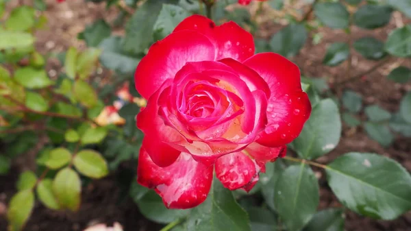 Romántica Rosa Rosada Fresca Floreciente Las Rosas Rosadas Carmesí Florecen — Foto de Stock